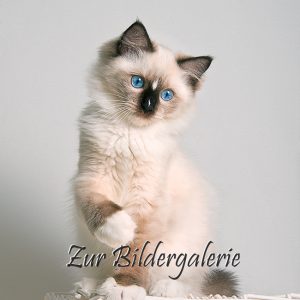 _DSC6215 Bildergalerie